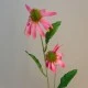 Artificial Rudbeckia Daisies Pink 71cm - R480 Q3