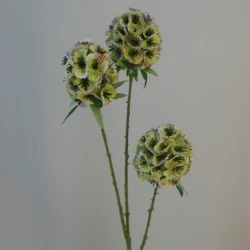 Scabiosa Stellata 'Drumstick' Green 71cm - S009 LL4