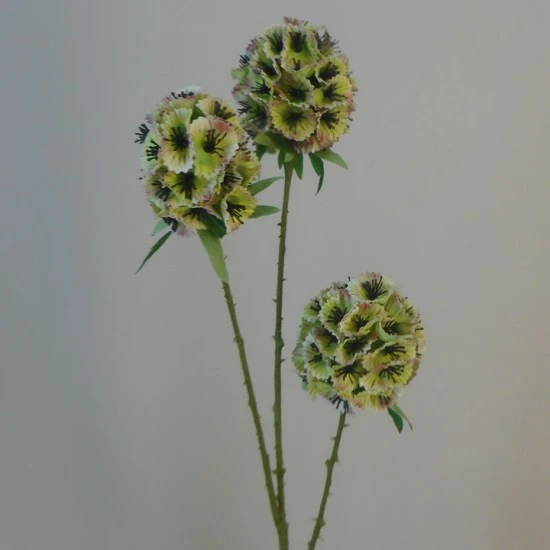 Scabiosa Stellata 'Drumstick' Green 71cm - S009 LL4