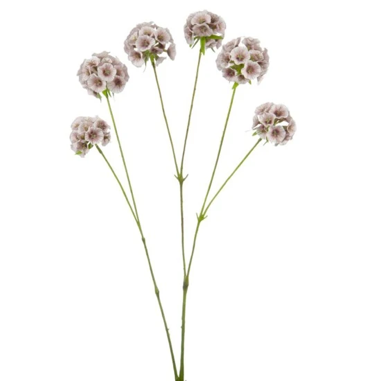 Scabiosa Stellata 'Drumstick' Pink 65cm - S098 KK1