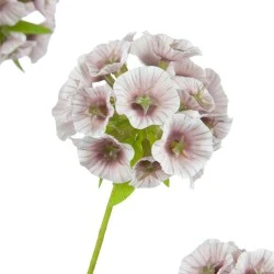 Scabiosa Stellata 'Drumstick' Pink 65cm - S098 KK1
