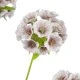 Scabiosa Stellata 'Drumstick' Pink 65cm - S098 KK1