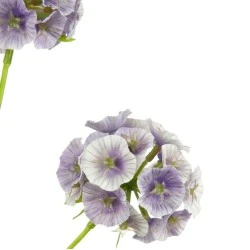 Scabiosa Stellata 'Drumstick' Purple 65cm - S123 KK1