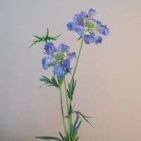 Scabiosa