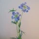 Premium Silk Scabious Flowers Blue | Artificial Scabiosa - S110 