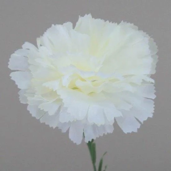 Silk Carnations Cream 45cm - C001A J3