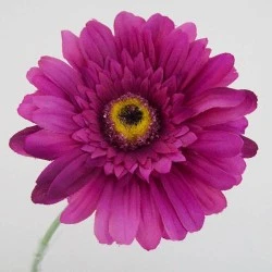Silk Gerbera Dark Pink 65cm - G020A F2
