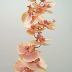 Phalaenopsis Orchids Champagne Peach 92cm - O050 K4