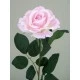 Premium Roses Pink 70cm - R014E J4