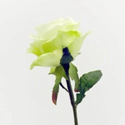 Prize Rose Green 63cm - R052 M3