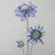 Silk Scabious Flowers Blue 64cm | Artificial Scabiosa - S058 R2