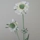 Silk Scabious Flowers Cream 64cm | Artificial Scabiosa - S060 U4