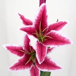 Silk Stargazer Lily Hot Pink 85cm - L013 BB2
