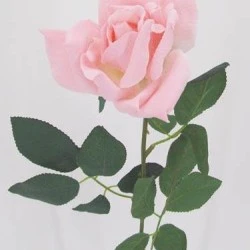 Pale Pink Tea Rose 67cm - R035 R4