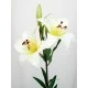 Silk Tiger Lilies Ivory 77cm - L009 I1