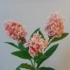 Artificial Skimmia Japonica Rubella Pink 60cm - S064 Q2