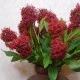 Artificial Skimmia Japonica Rubella Red 60cm - S029 