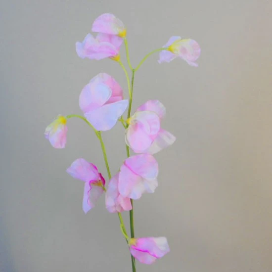 Sweet Peas Stem Pale Pink 49cm - S025 U2