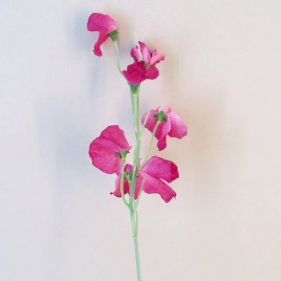 Luxury Artificial Sweet Peas Stem Dark Pink - S103 P2