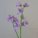 Sweet Peas Stem Lilac - S121 R2