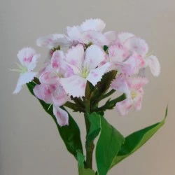 Dianthus Sweet William Cream Pink 32cm - S057 T2