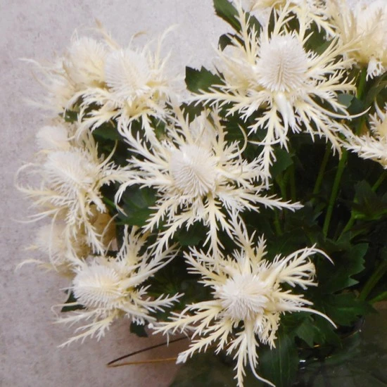 Wild Sea Holly Thistles Cream 67cm - E023 FF2