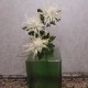 Wild Sea Holly Thistles Cream 67cm - E023 FF2
