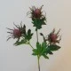 Wild Sea Holly Thistles Purple 67cm - E021 FF1