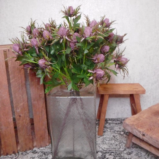Wild Sea Holly Thistles Purple 67cm - E021 FF1
