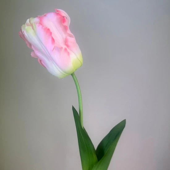 Artificial Parrot Tulips Pale Pink 69cm  - T074 R1