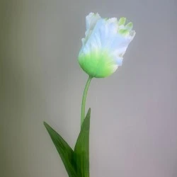 Artificial Parrot Tulips White Green 69cm  - T072 R1