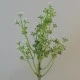 Short Stem Artificial Wax Flower Buds White 36cm - W069 II1