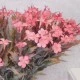 Artificial Campion Flowers Pink 59cm - C060 I3