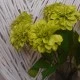 Zinnia Lime Green 46cm - Z019 T3