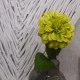 Zinnia Lime Green 46cm - Z019 T3