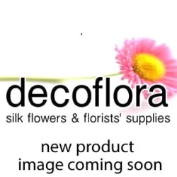 Clematis Cream 67cm - C059 COMING SOON