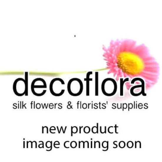 Clematis Cream 67cm - C059 COMING SOON